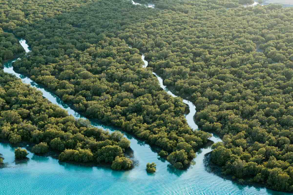 InitialCommit — mangroves
